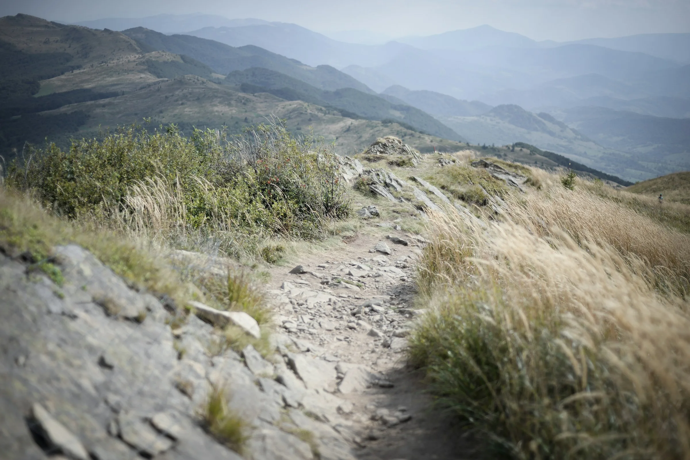 Walk-and-Talk Coaching in Asheville: Trails That Work for the Conversation